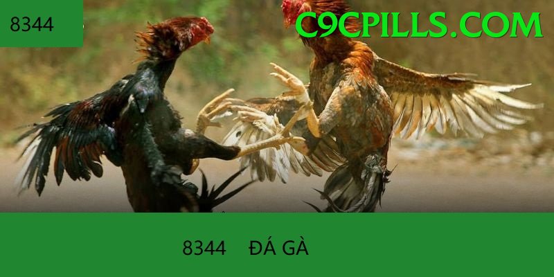 Đá Gà Trực Tiếp - Ưu đãi đặc biệt